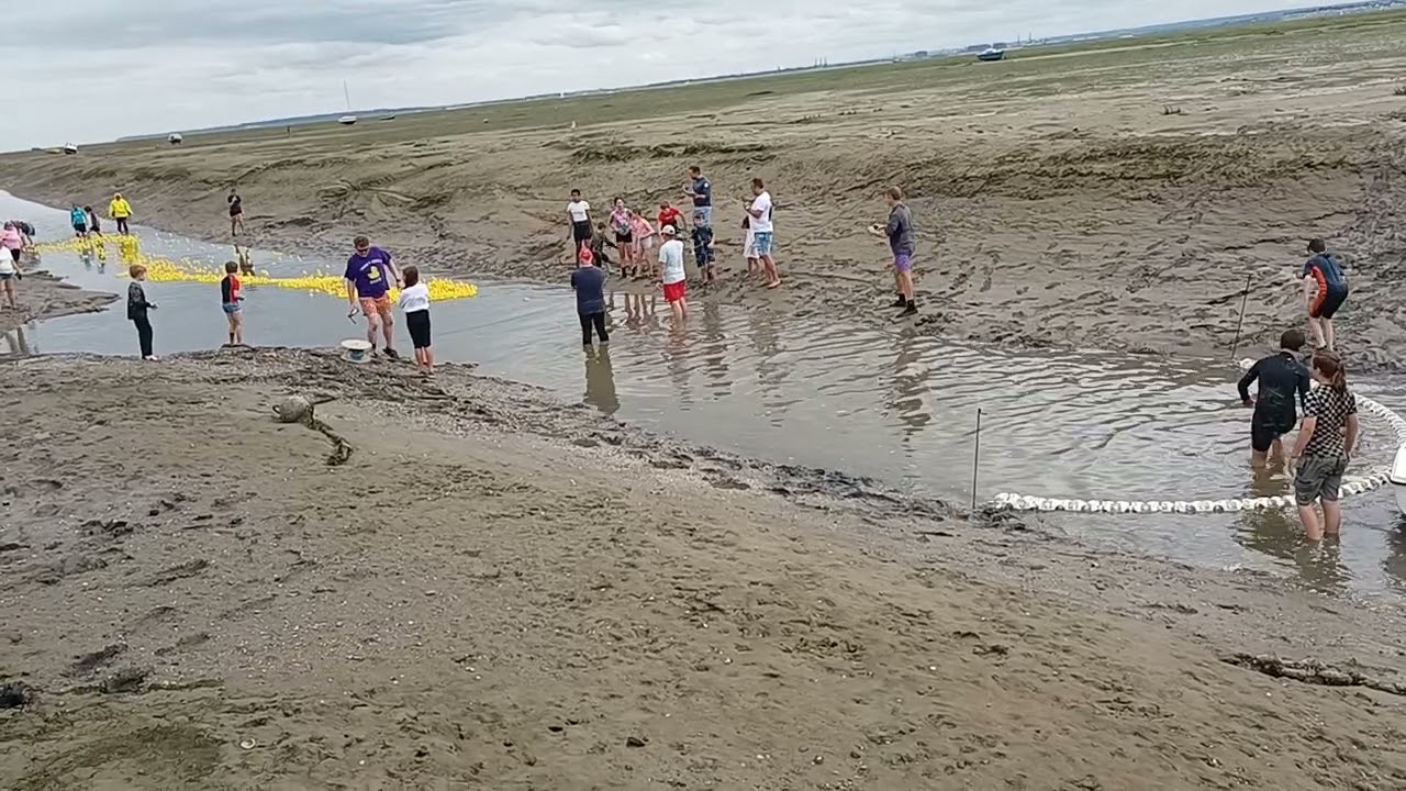 Leigh on sea ducks 🐤🐤🐤🐤