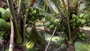 @T1801 Bán Đất Vườn Dừa Đường ÔTô Kế Bên Đường Nhựa Huyện Lộ Giá 720 Triệu