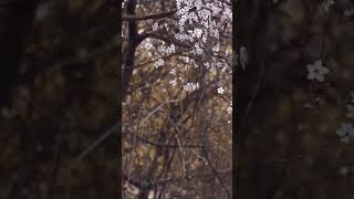 Kanne En Kanmaniyetrendingmelodyhits  viral songflowers melodystrending