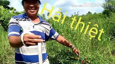 Săn bắt gò công Tập 09|Bảy Rắn Và Đặc Sản gò Công