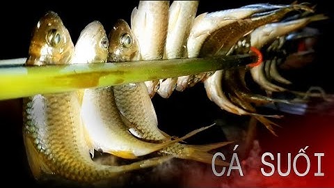 CÁ SUỐI | RỪNG LÀ NHÀ TẬP 2 - RIVER FISH HOA BAN RED..