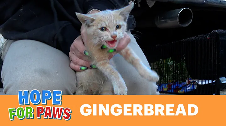 Kitten finds refuge inside of a warm engine and goes for a scary ride. 🙀