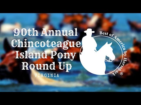 Video: Chincoteague- ի վայրի պոնիները - Assateague Island Ponies - Ամենօրյա անասնաբույժ