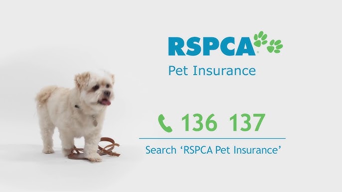 Border Collie  RSPCA Pet Insurance