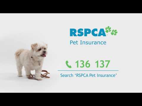 RSPCA Pet Insurance 'Point of View' TVC - 60sec