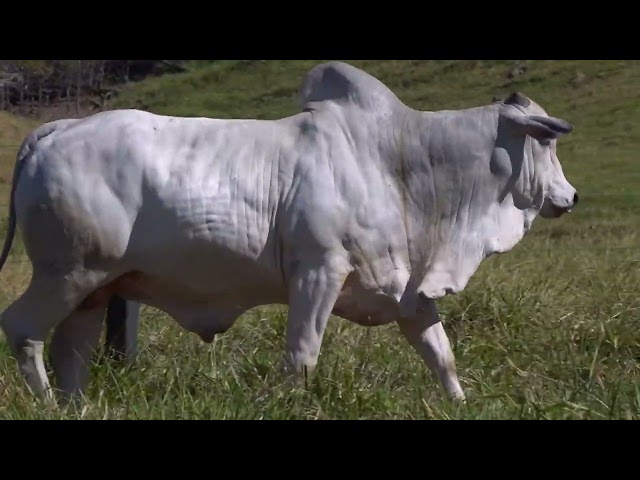 Lote 14   Leilão Touros Fazenda Santa Tereza
