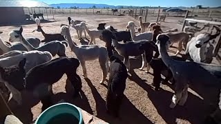 360 Video of Len’s Mini Acres | Alpaca Farm | Harvest Host