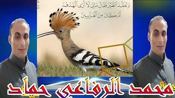سورة : النمل - An-Naml ولقد اتينا داود وسليمن علما مجود للقارئ محمد الرفاعي حماد