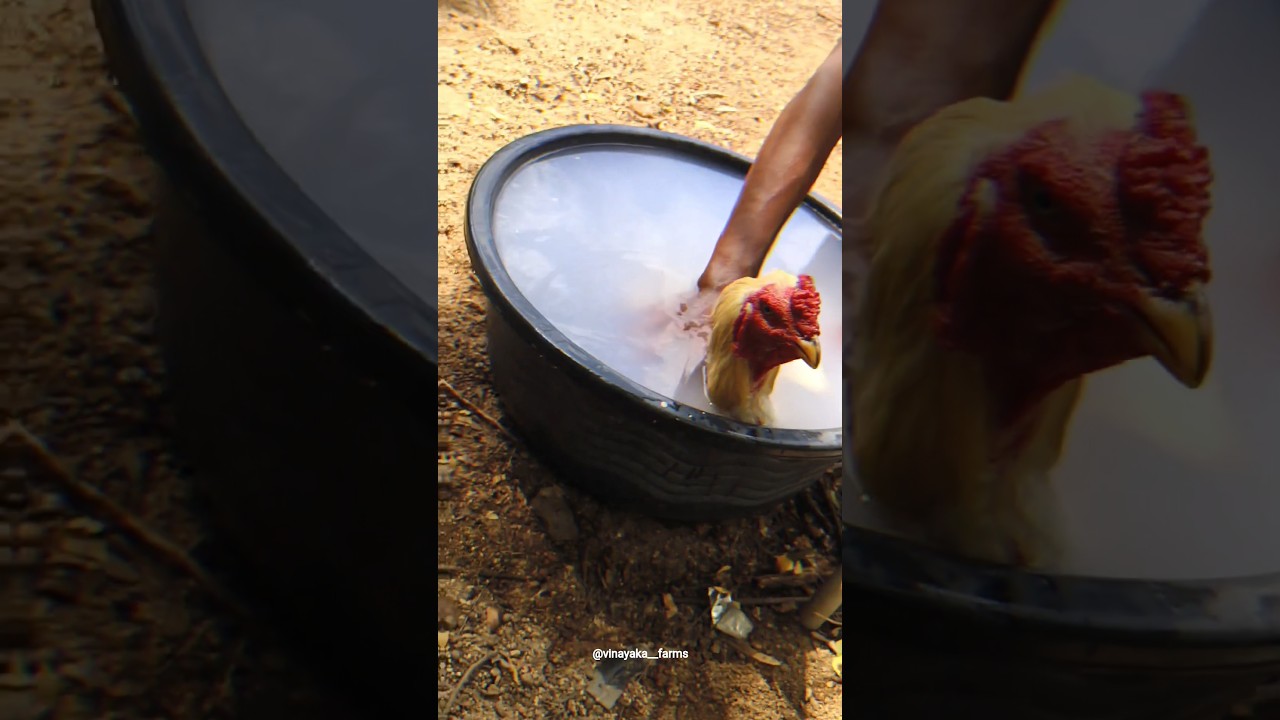 Kodi Pelu Nivarana | Kodi Pelu Medicine  | కోడి పేలు నివారణ | Vinayaka Roosters | Punabaka Farms |