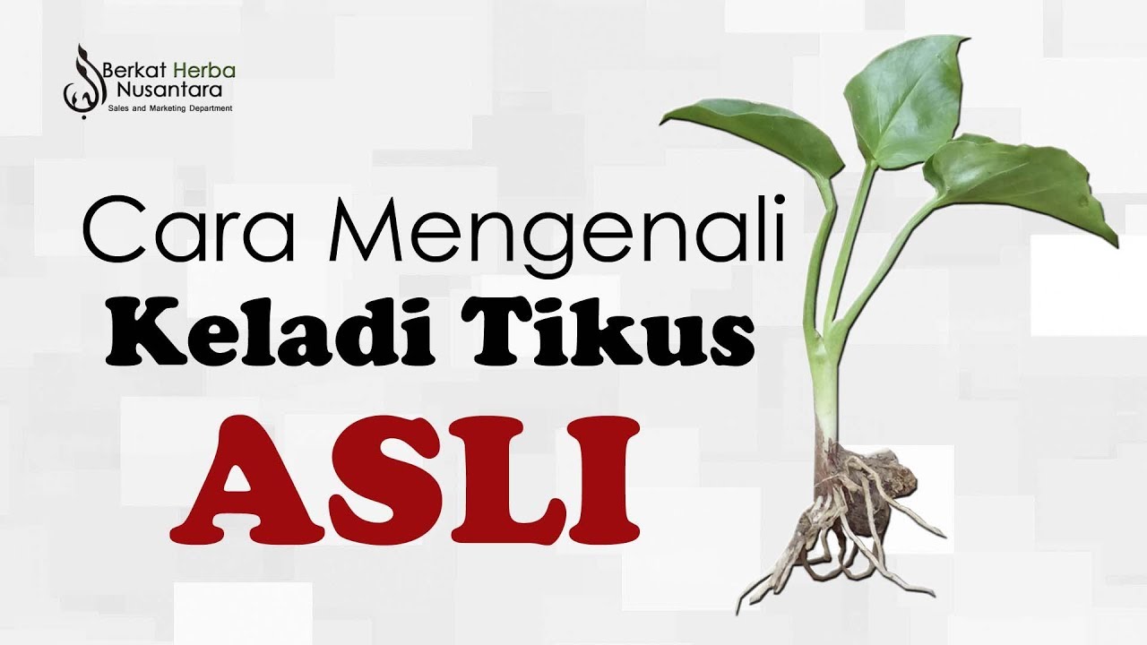 Kenali Keladi Tikus Asli Malaysia Keladitikus My Atau Whatsapp 010 902 7915 Youtube