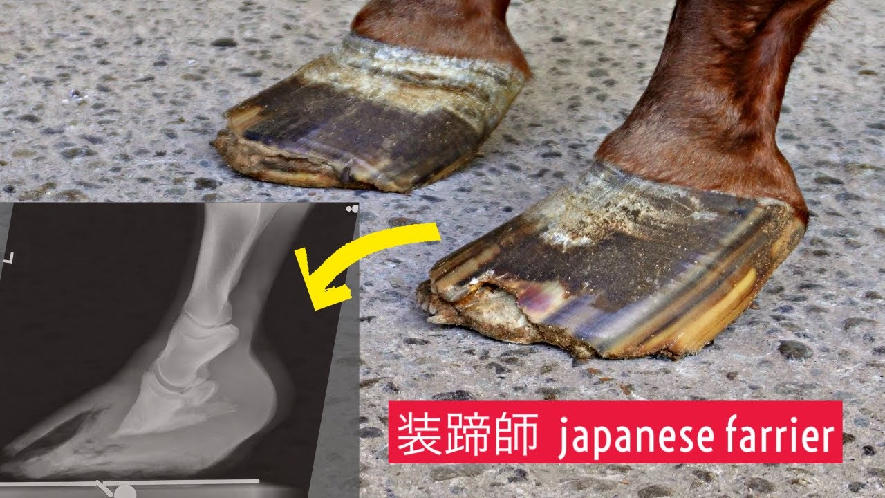 蹄葉炎の馬に特別な装蹄