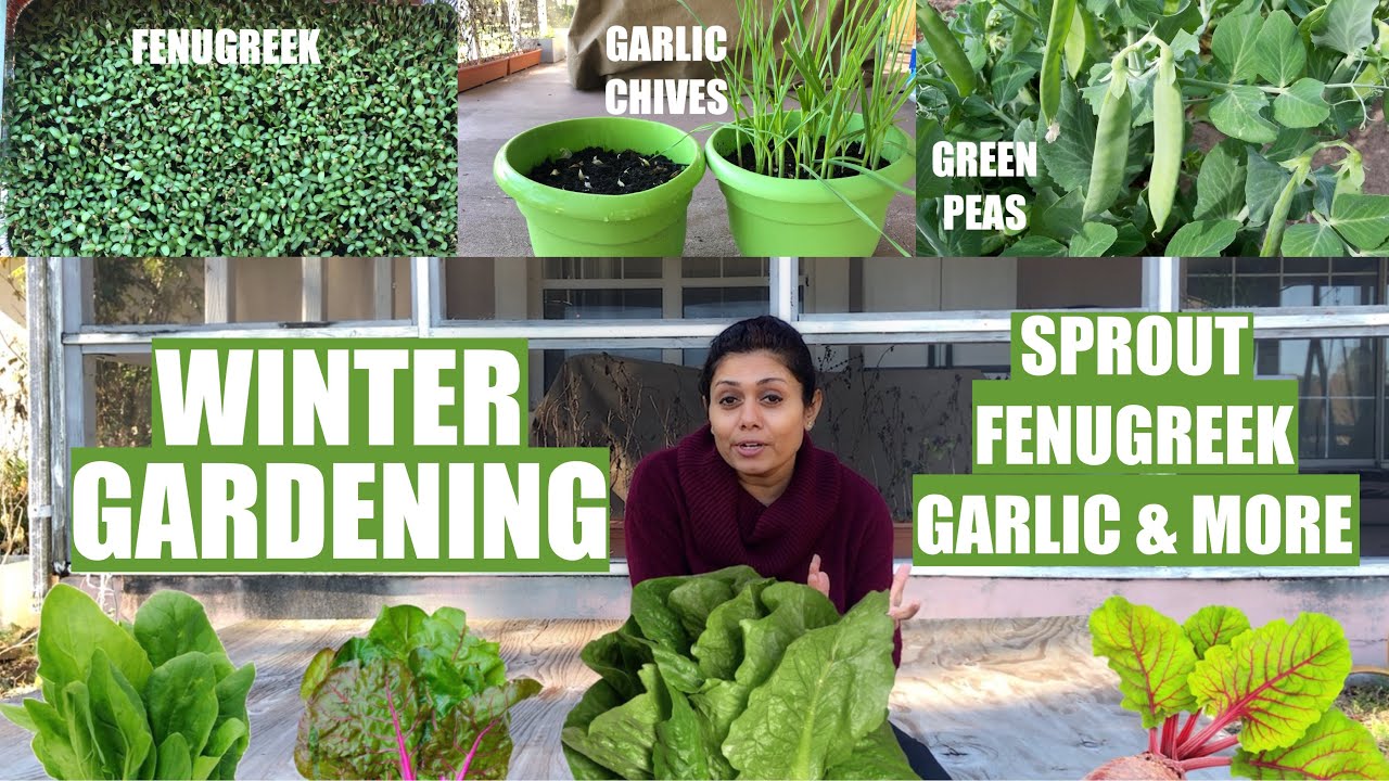 How to Winter Gardening Grow Green Peas Sprout Garlic Onion Fenugreek Cilantro Bhavna