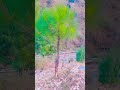 💘🌸🧄🍊life of prophet s.a.w#mountains #beautiful talks#nature #flowers