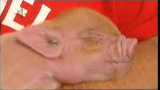 The smallest pigs in the world!