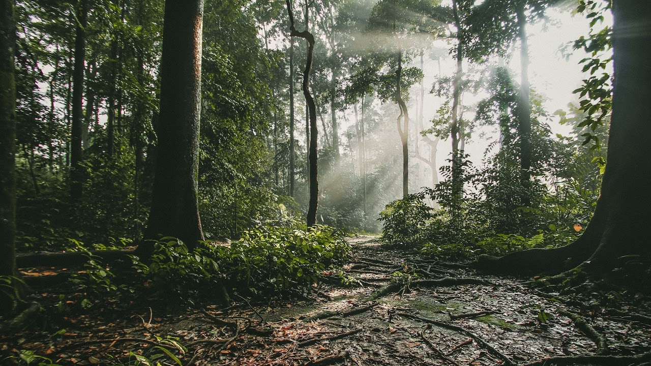 Relaxing Forest sound with Humming insects and Birds - White Noise  For Better and Faster Sleep