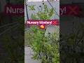 Lemon Plant 🍋||Calamansi 🍊 #shorts #youtubeshorts #garden #plants