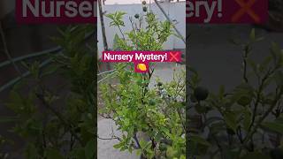 Lemon Plant 🍋||Calamansi 🍊 #shorts #youtubeshorts #garden #plants
