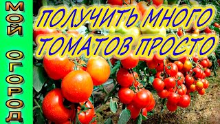 Чтоб получить много томатов, посадите их по такой схеме!
