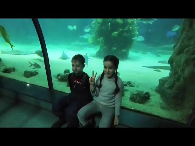 Vidéo. Biarritz : une sirène professionnelle conviée par l'Aquarium