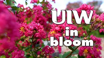 UIW Campus Flower Tour