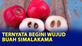 Terkenal karena Peribahasa, Ternyata Begini Wujud Buah Simalakama