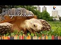 Tortoise Lives In Harlem And Hangs Out In Central Park | The Dodo City Pets
