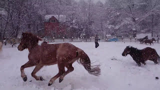 クローバー牧場　雪の中の追い運動ショートバージョン