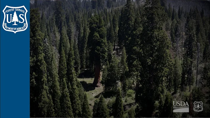 Legacy of the Ancients: The Value of Old Growth Forests