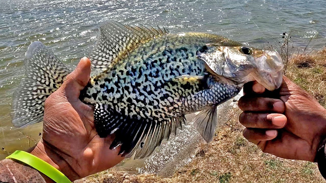 Spring Crappie Fishing With Minnows (Bank Fishing)