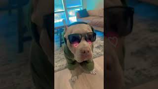 Queen Energy #dog #dogs #doglife #dogshorts #puppy #puppies #pitbull #americanbullyxl