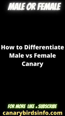 How to Tell If a canary is male or female? Canarybirdsinfo.com