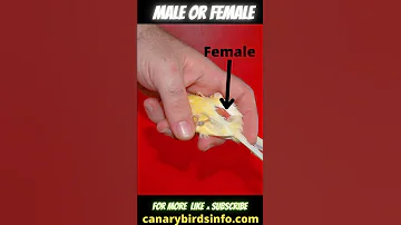 How to Tell If a canary is male or female? Canarybirdsinfo.com
