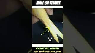 How to Tell If a canary is male or female? Canarybirdsinfo.com