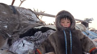 Как живут кочевники на крайнем севере. #кочевники #север #крайнийсевер