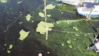 Agriculture, septic tanks targeted by Blue-Green Algae Task Force
