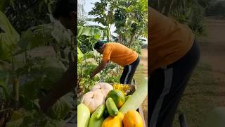 vahchef vahrehvah | village farming | fun| comedy | vegetables | tipsnturns