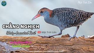 ✅Tiếng chim Chằng nghịch gọi bổi chuẩn không tạp âm | Slaty-breasted Rail call sound (P4)