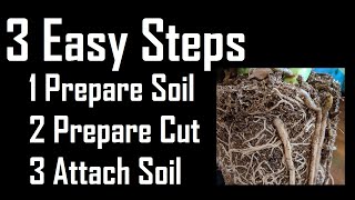 How to air layer plants marcot in 3 air layering steps (propagation)