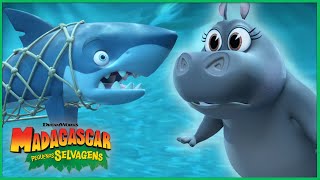 Missão de Resgate do Tubarão | DreamWorks Madagascar em Português