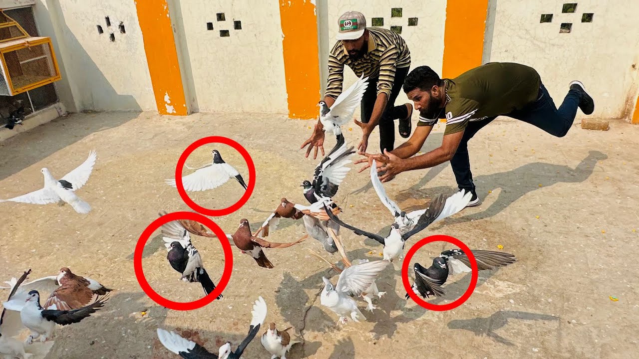 Aaj kisi kay 1 lakh walay 4 kabutaron ko paker liya 😳😱