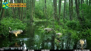 Camera captures common crane chicks growing / Птенцы серого журавля растут / Grus grus #Wildlife