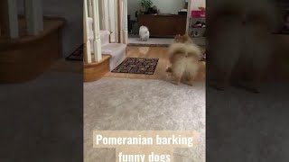 Dogs Barking Sounds Pomeranian Puppies Funny
