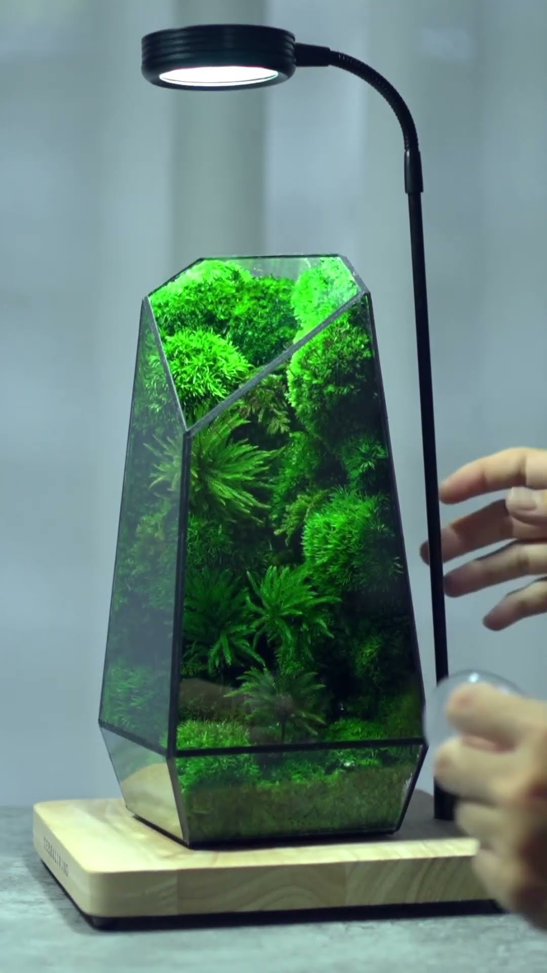 Modern Geometric Nature-Inspired Botanical Terrarium ( # 2072  ) 1️⃣ Product Link in Bio