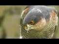 The Sparrowhawk and the Lucky Mouse