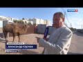 Верблюд 🐫 укусил КОМУ ТО  руку