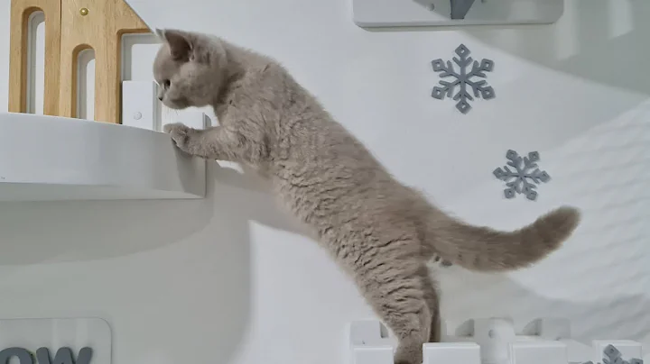 Video 4257641: dominic british shorthair kittens