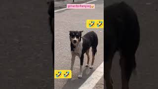 dog code 600 real life talk madarchod