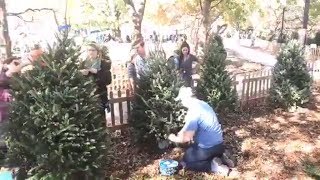 LIVE Building the Tinsel Trail in Big Spring Park