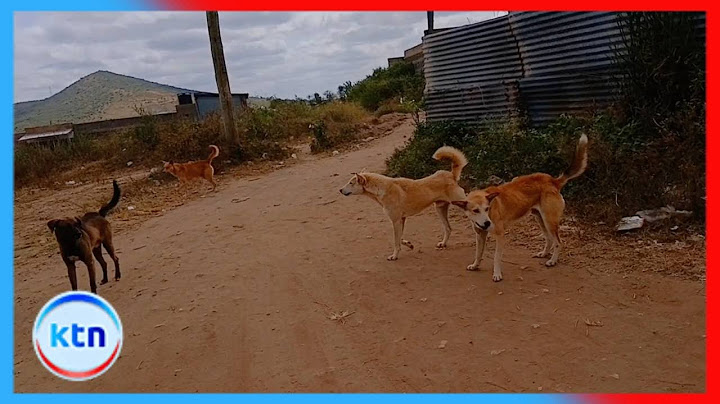 Familia yaomboleza Bisil, Kajiado kifo cha mtoto wa umri 10 aliripotiwa kung'atwa na mbwa koko