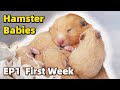 The First Week - Baby Hamsters Episode 1